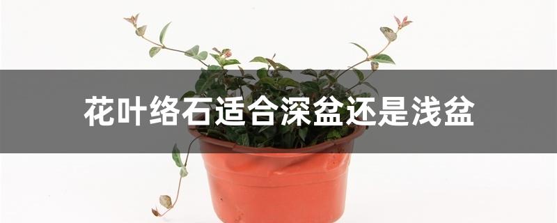 花叶络石适合什么花盆（花叶络石适合深盆还是浅盆）