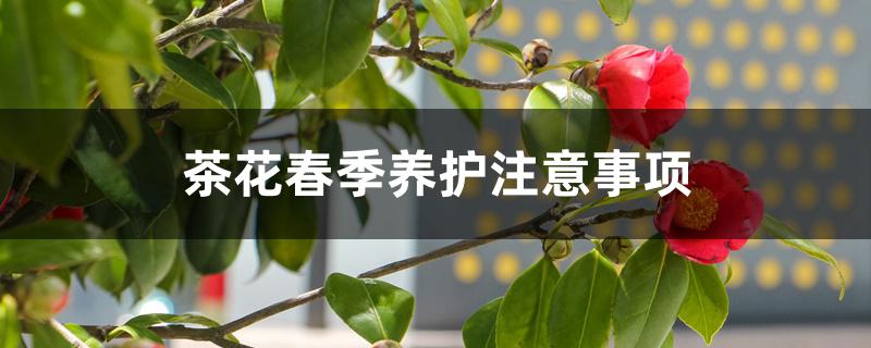 茶花秋冬季节如何养护（茶花春季养护注意事项）