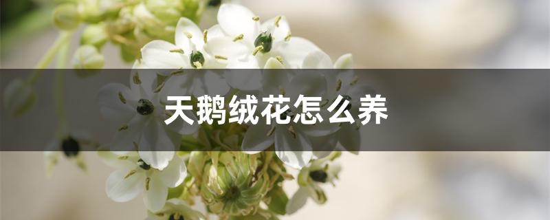 天鹅绒花怎么养叶子不干（天鹅绒花怎么养）