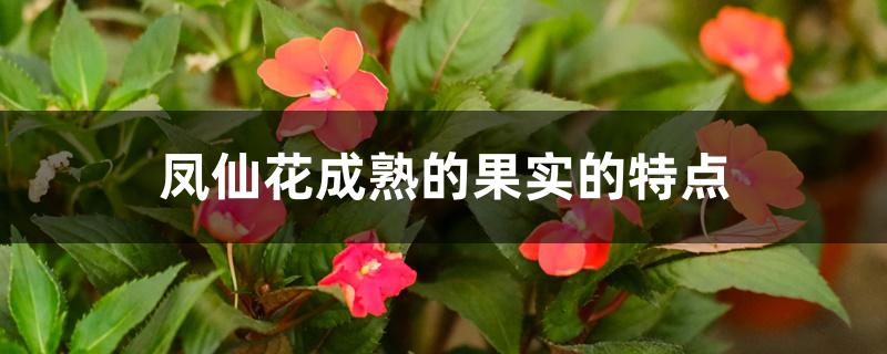 凤仙花的果实是什么（凤仙花成熟的果实的特点）