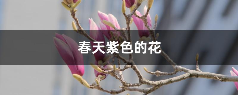 春天紫色的花朵（春天紫色的花）