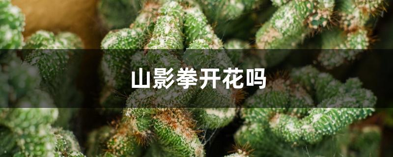 山影拳花期多久（山影拳开花吗）