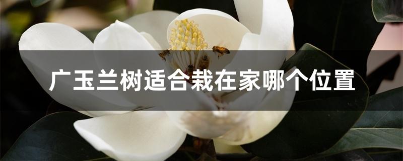 家里种广玉兰树好吗（广玉兰树适合栽在家哪个位置）