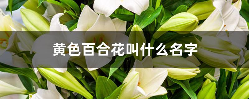 白色百合花叫什么名字（黄色百合花叫什么名字）