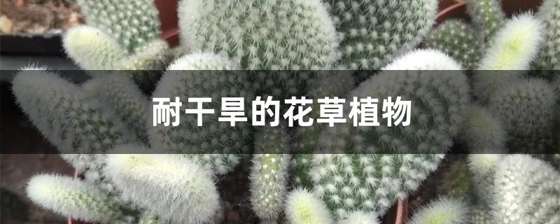 耐干旱的花草植物玉树（耐干旱的花草植物）