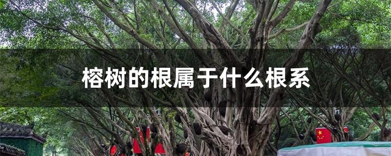 榕树的根是直根系吗（榕树的根属于什么根系）