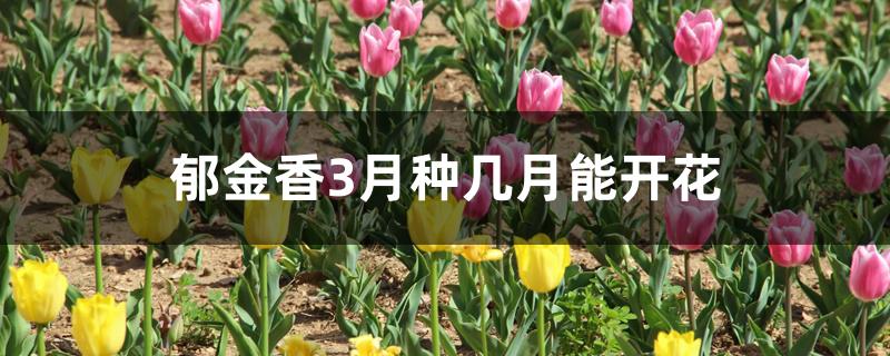 郁金香一般几个月开花（郁金香3月种几月能开花）