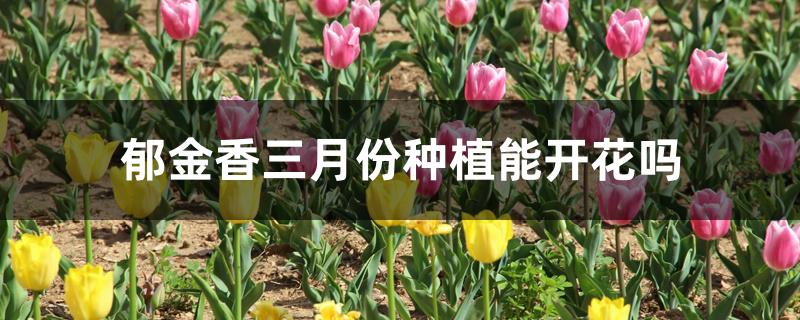 郁金香3月开花吗（郁金香三月份种植能开花吗）