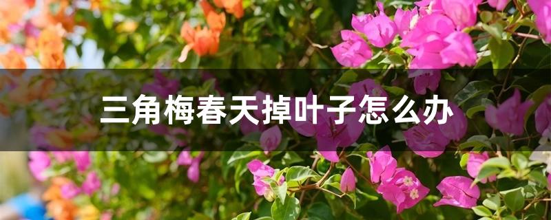 春季三角梅花叶都落了怎么办（三角梅春天掉叶子怎么办）