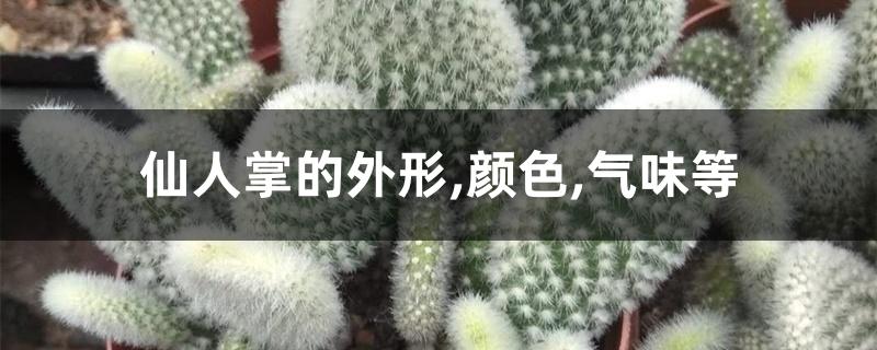 仙人掌的样子,颜色,气味（仙人掌的外形,颜色,气味等）