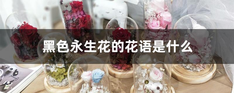 永生花颜色花语（黑色永生花的花语是什么）