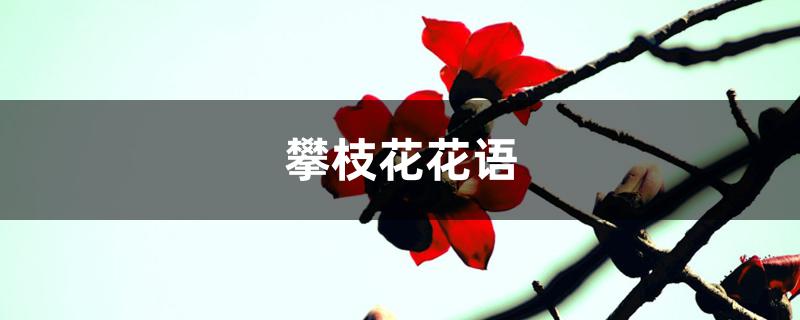 攀枝花花语是什么（攀枝花花语）