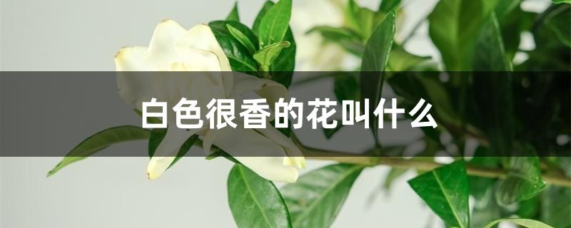 很香的白色的花叫什么（白色很香的花叫什么）