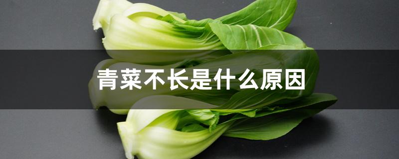 青菜不长根的原因（青菜不长是什么原因）