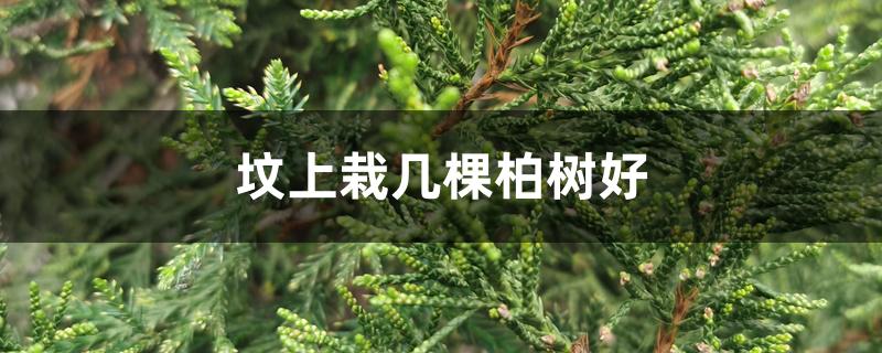 坟地种柏树几棵好（坟上栽几棵柏树好）