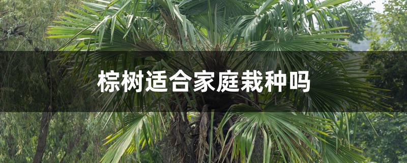 棕树适合栽在家培育吗（棕树适合家庭栽种吗）