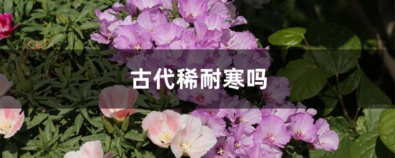 最耐寒的民族（古代稀耐寒吗）