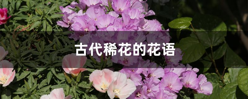 花古语又可叫什么（古代稀花的花语）