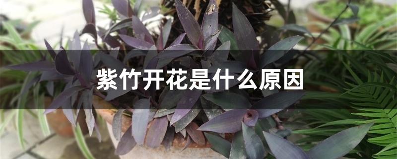 紫叶竹开花吗（紫竹开花是什么原因）