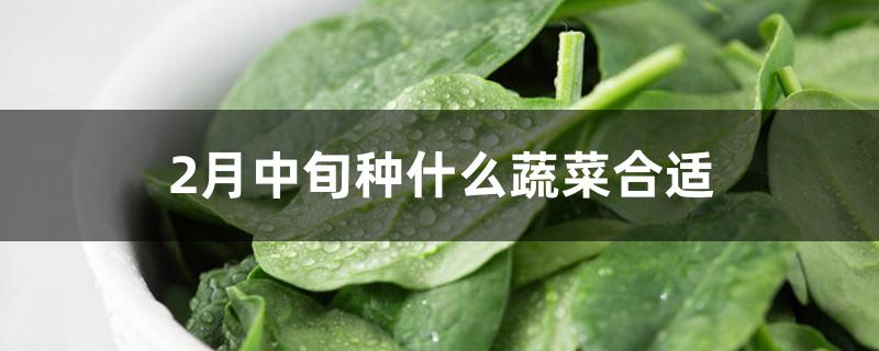 2月份种菜种什么菜合适（2月中旬种什么蔬菜合适）