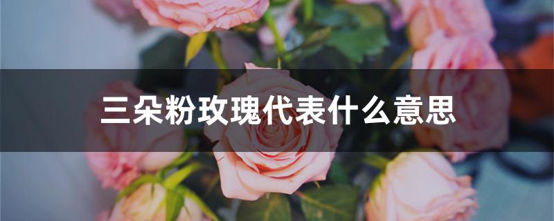 3朵粉玫瑰花代表什么意思（三朵粉玫瑰代表什么意思）