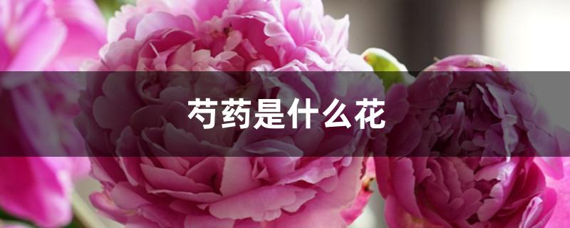 芍药是什么花序（芍药是什么花）