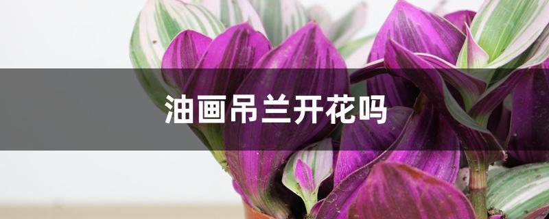 油画吊兰开花后会成什么样子（油画吊兰开花吗）