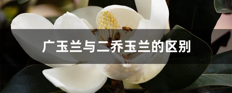 白玉兰二乔玉兰区别（广玉兰与二乔玉兰的区别）