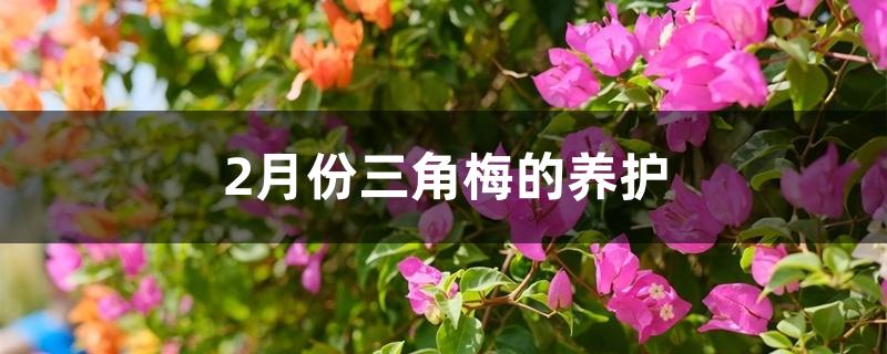 三角梅花期养护（2月份三角梅的养护）