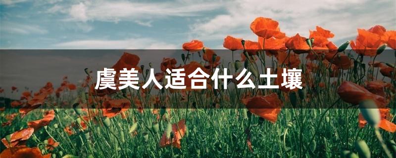 虞美人用什么土（虞美人适合什么土壤）