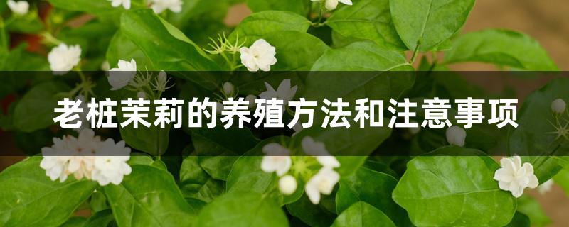 茉莉老桩如何栽培（老桩茉莉的养殖方法和注意事项）