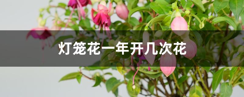 灯笼花当年开花吗（灯笼花一年开几次花）