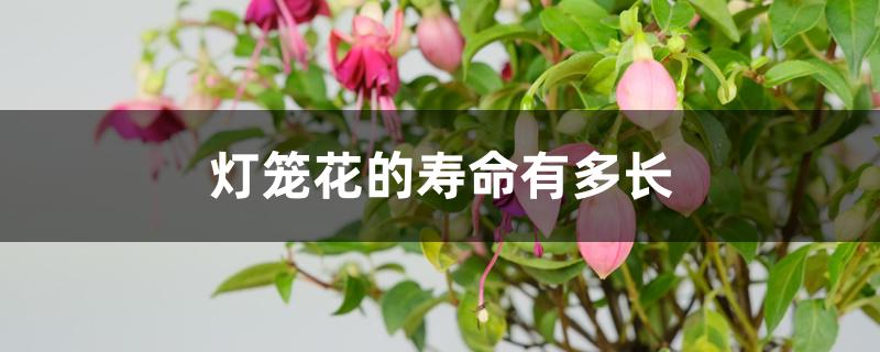 灯笼花花期有多长（灯笼花的寿命有多长）