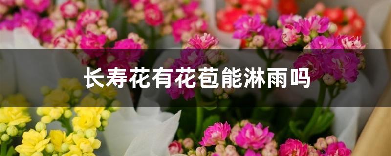 正在开花的长寿花可以淋雨吗（长寿花有花苞能淋雨吗）