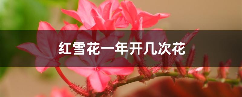 对红花一年开几次花?（红雪花一年开几次花）