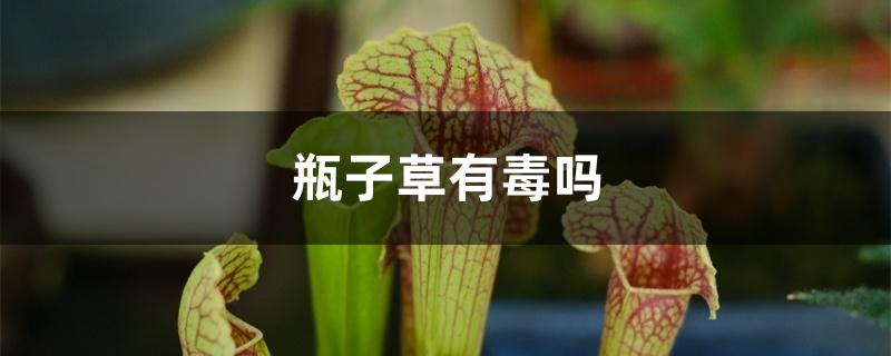 （瓶子草有毒吗）