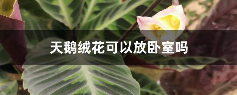 绿植天鹅绒适合放室内吗（天鹅绒花可以放卧室吗）