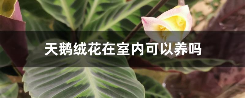 天鹅绒花好养吗?（天鹅绒花在室内可以养吗）