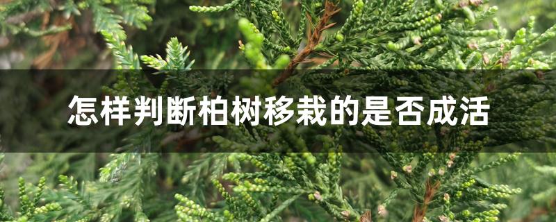 柏树如何移栽成活率高（怎样判断柏树移栽的是否成活）