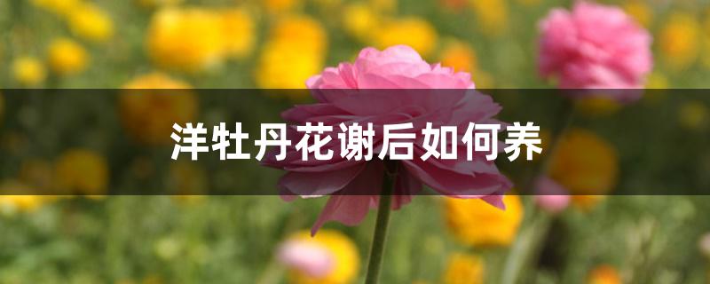 洋牡丹开花后怎么养护（洋牡丹花谢后如何养）