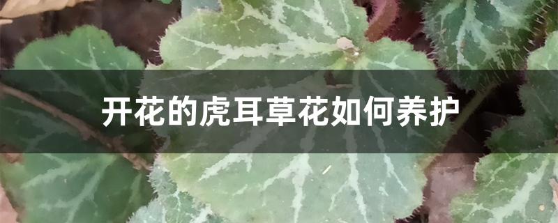 虎耳草开花吗?（开花的虎耳草花如何养护）