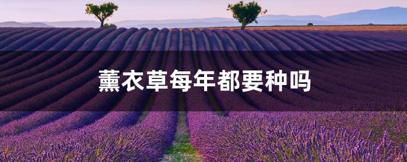 （薰衣草每年都要种吗）