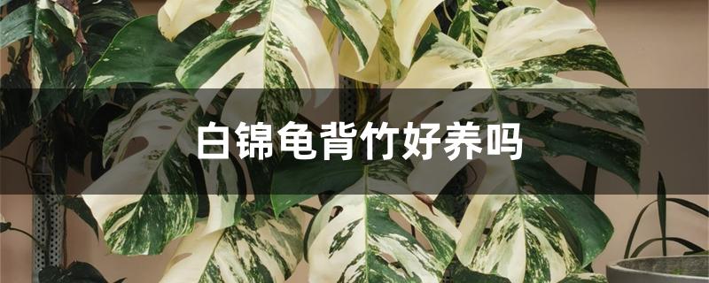 白锦龟背竹越长越白（白锦龟背竹好养吗）