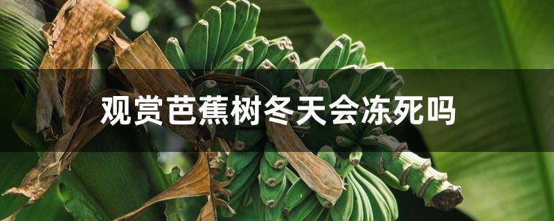 芭蕉树冻死了（观赏芭蕉树冬天会冻死吗）