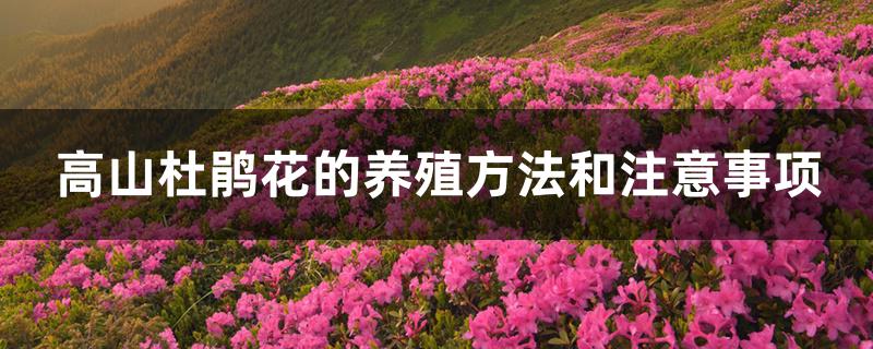 高山杜鹃繁殖方法及栽培管理（高山杜鹃花的养殖方法和注意事项）