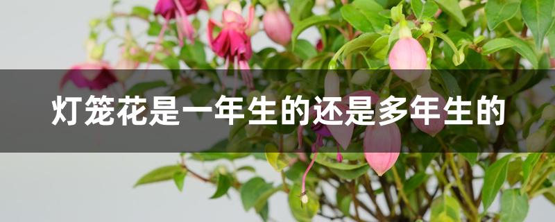 灯笼花当年开花吗（灯笼花是一年生的还是多年生的）