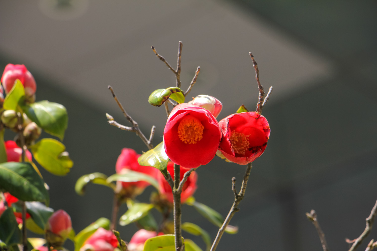 茶花春季养护注意事项