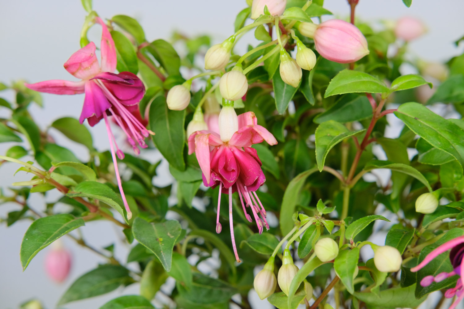 灯笼花一年开几次花