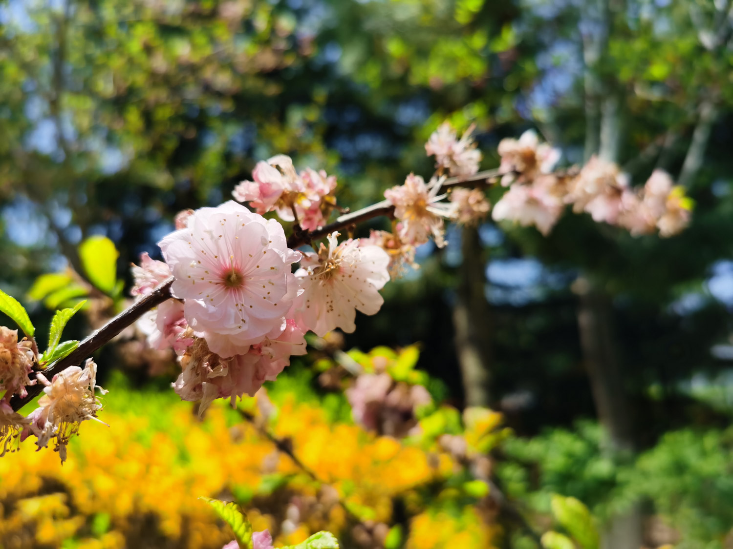 （樱桃树和樱花树的区别）