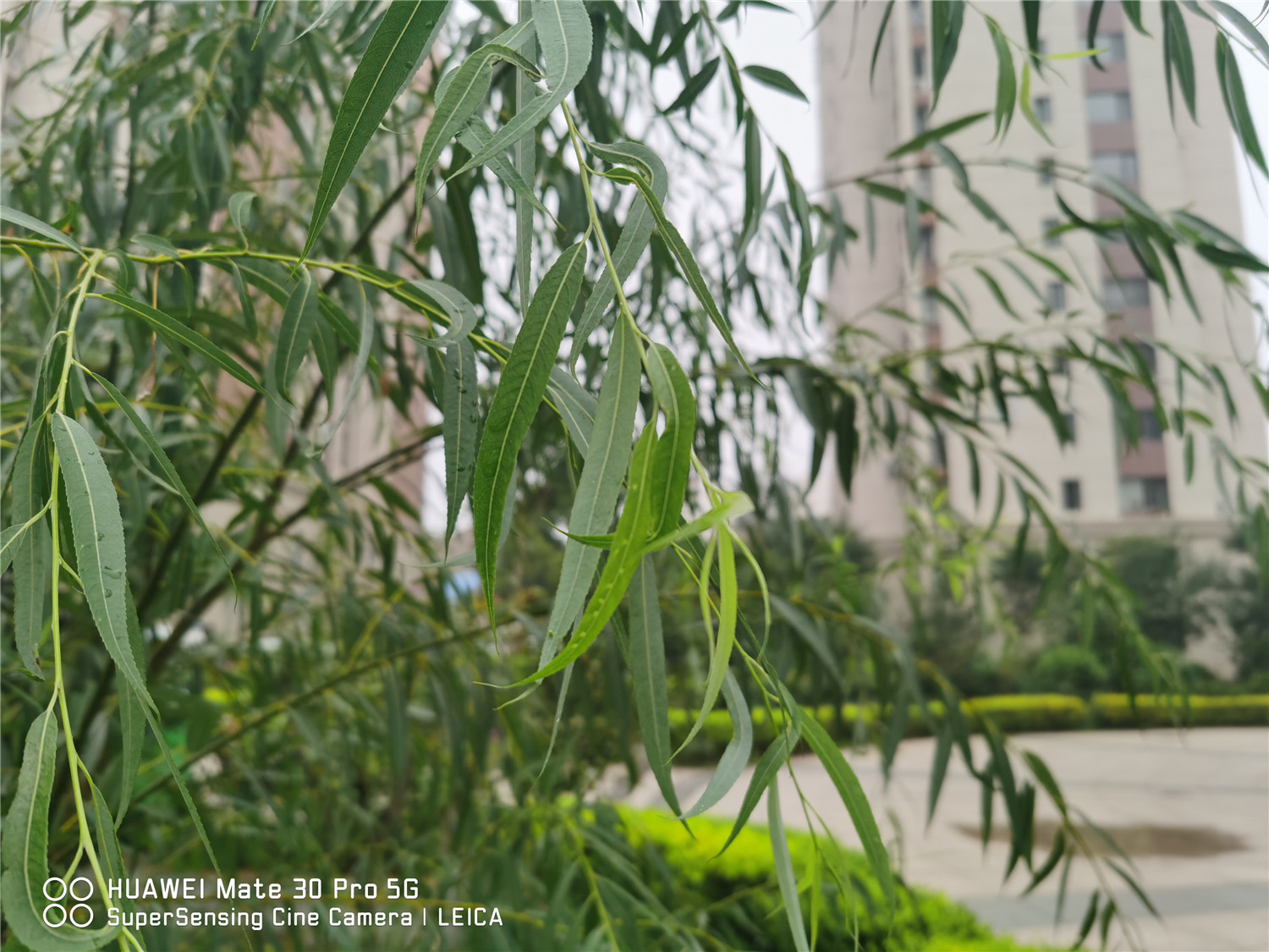 下雨就涝的洼地种什么